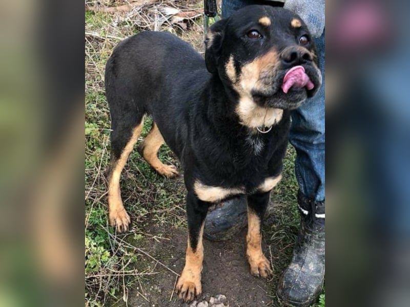 Rotti sucht ihre Familie