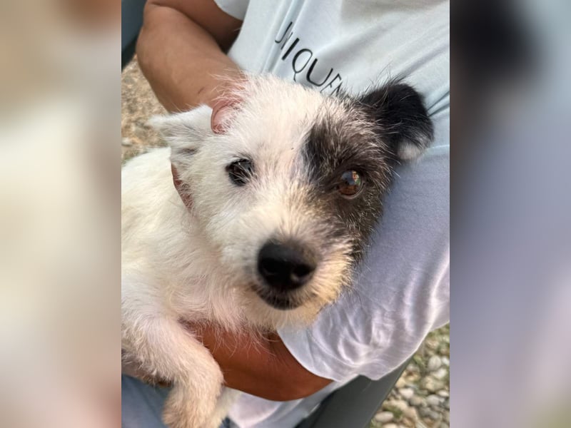 ⭐️TIVI⭐️, Hündin, 2 Jahre, 30 cm, Mischling, Tierschutz