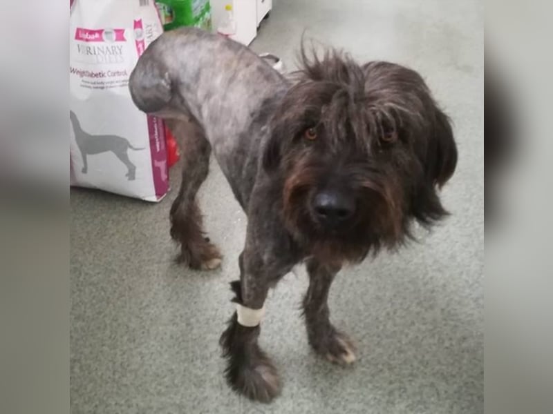 Ronja sucht ihre Familie