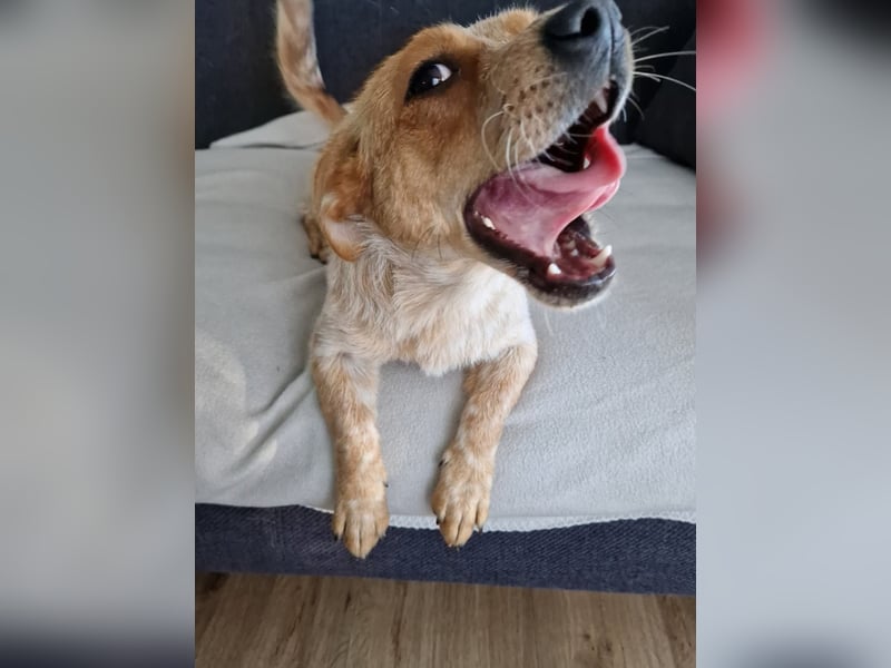 Kleine Zaubermaus Amali(1 Jahr/35 cm/9 kg) sucht liebevolles Zuhause