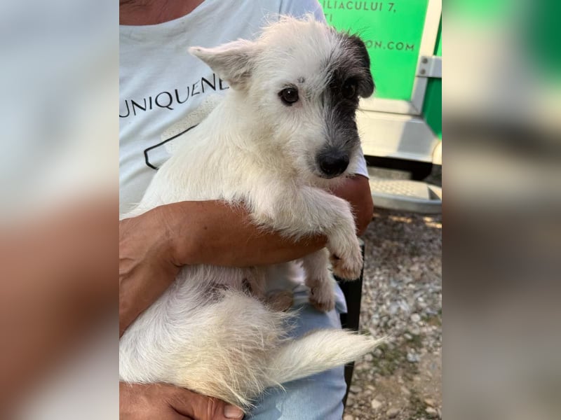 ⭐️TIVI⭐️, Hündin, 2 Jahre, 30 cm, Mischling, Tierschutz