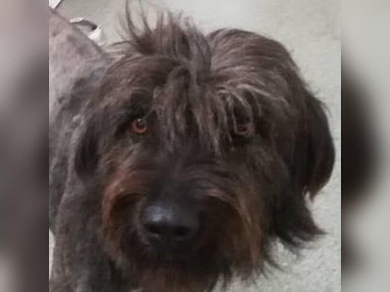 Ronja sucht ihre Familie