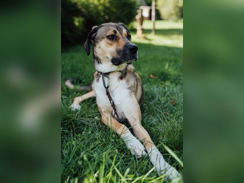 freundliche Tierschutzhündin, Nena, sucht Familie