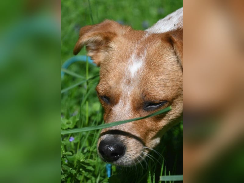 Kleine Zaubermaus Amali(1 Jahr/35 cm/9 kg) sucht liebevolles Zuhause