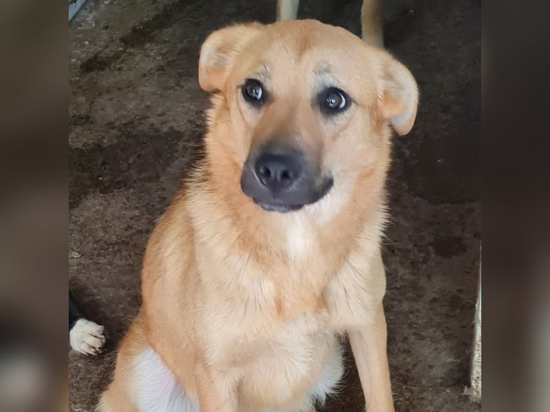 Name: Rica, 1J+10M altes Mädchen, ca. mittelgroß, freundlich, sozial, aufgeweckt, verschmust