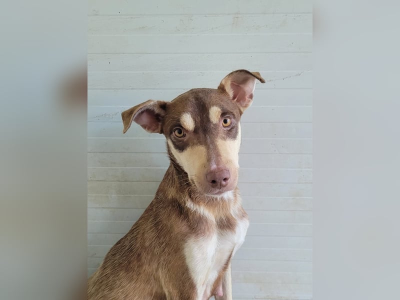 Stella, Mädel,1 ½ Jahre, ca. kniehoch, wird offener, ist ein bisschen vorsichtig bei Menschen