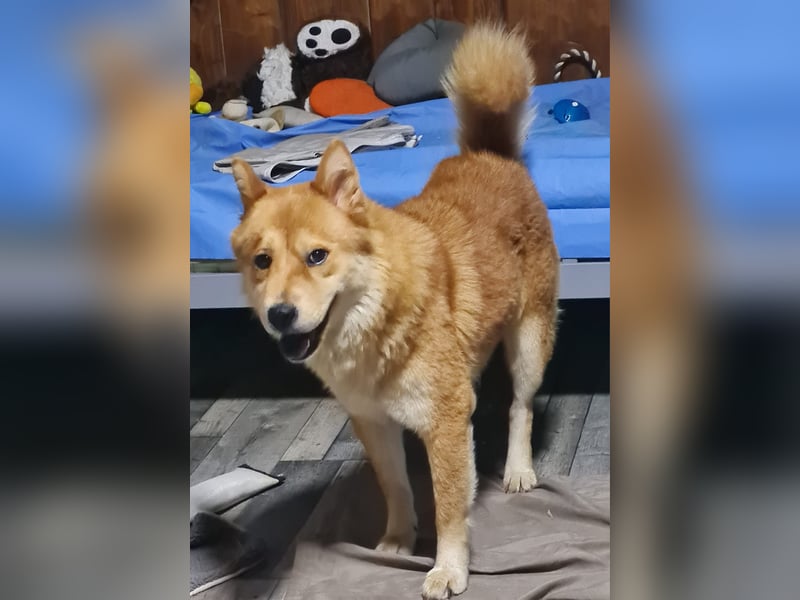 Baci, eine wunderschöne 6jährige Hündin, mittelgroß, unsicher, selbstschützend, bestechlich