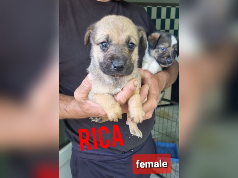 Name: Rica, 1J+10M altes Mädchen, ca. mittelgroß, freundlich, sozial, aufgeweckt, verschmust
