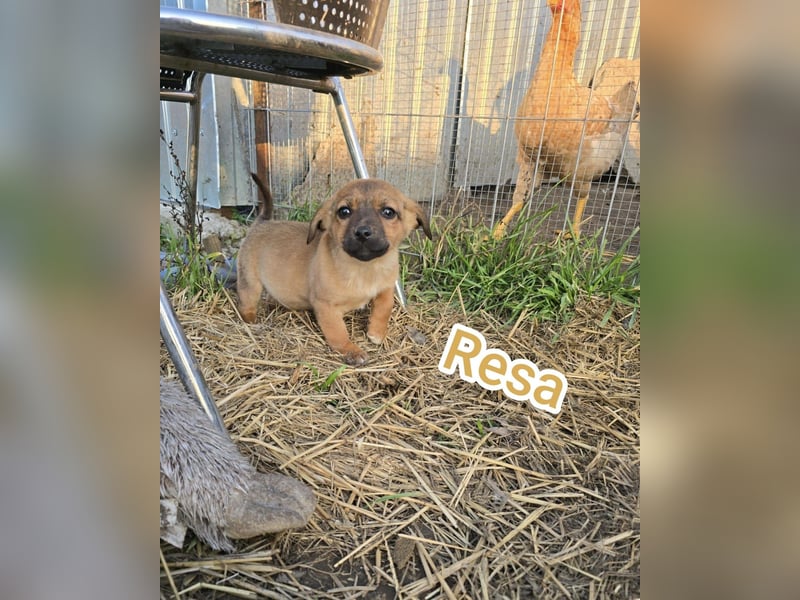 Resa, gerade mal 4 Monate altes Hundemädchen, sucht ihr Zuhause