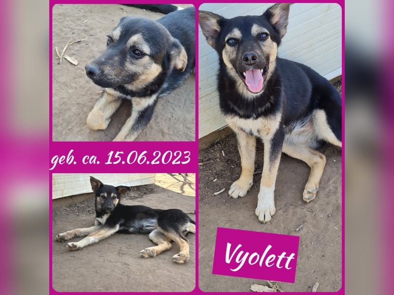 Vyolett, freundliches 1 ¾ Jahr altes Mädchen, mittelgroß, zarte Seele, freundlich, verspielt
