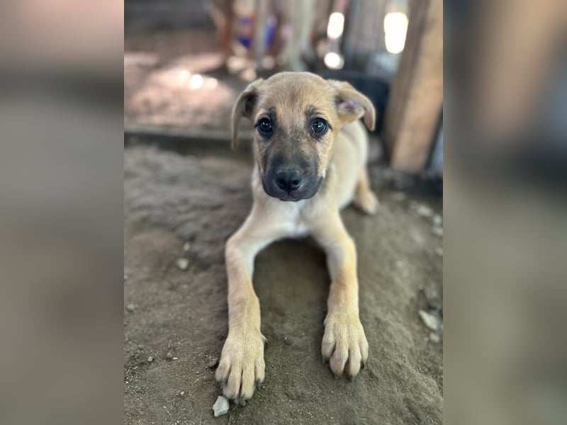 Name: Rica, 1J+10M altes Mädchen, ca. mittelgroß, freundlich, sozial, aufgeweckt, verschmust