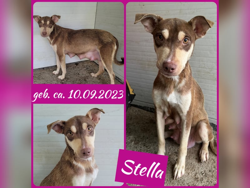 Stella, Mädel,1 ½ Jahre, ca. kniehoch, wird offener, ist ein bisschen vorsichtig bei Menschen