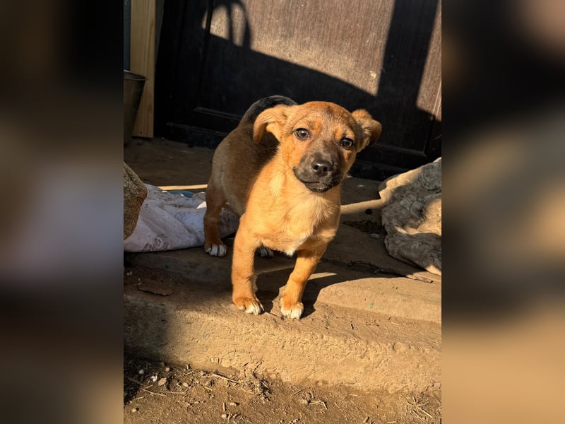 Resa, gerade mal 4 Monate altes Hundemädchen, sucht ihr Zuhause