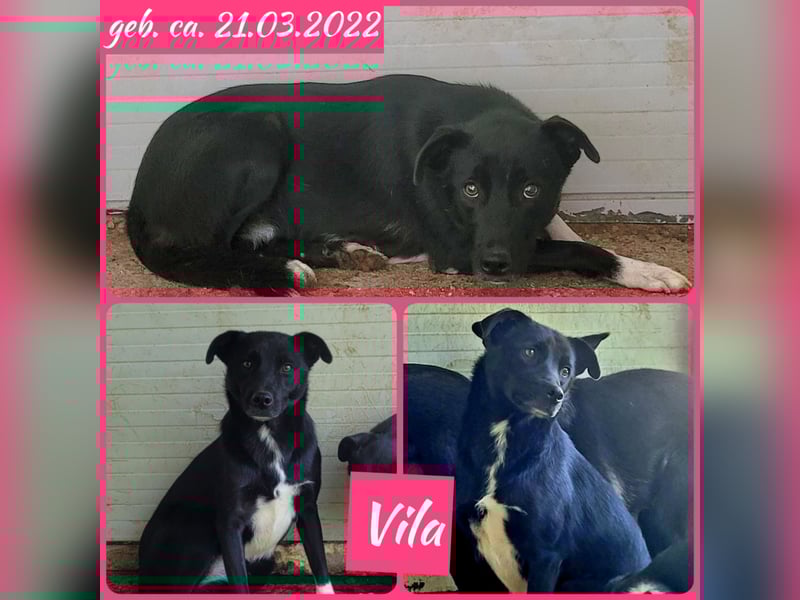 Vila, 3-jähriges Hundemädchen,  ca. kniehoch, neugierig, sozial, verspielt)