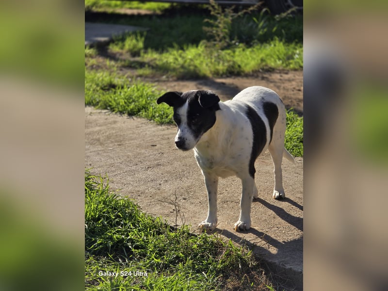 Lisbeth, 10jähr Hündin, klein-mittelgroß, ängstlich bei Fremden, lieb, sozial, schmust bei Vertrauen