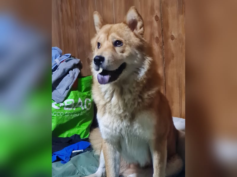 Baci, eine wunderschöne 6jährige Hündin, mittelgroß, unsicher, selbstschützend, bestechlich