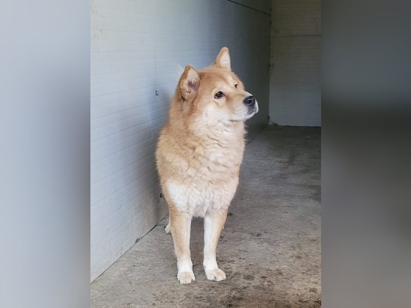 Baci, eine wunderschöne 6jährige Hündin, mittelgroß, unsicher, selbstschützend, bestechlich