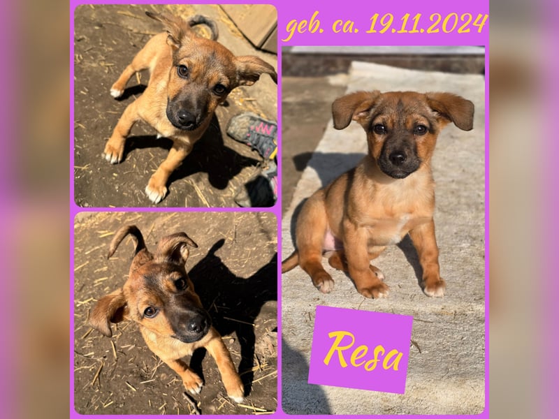 Resa, gerade mal 4 Monate altes Hundemädchen, sucht ihr Zuhause