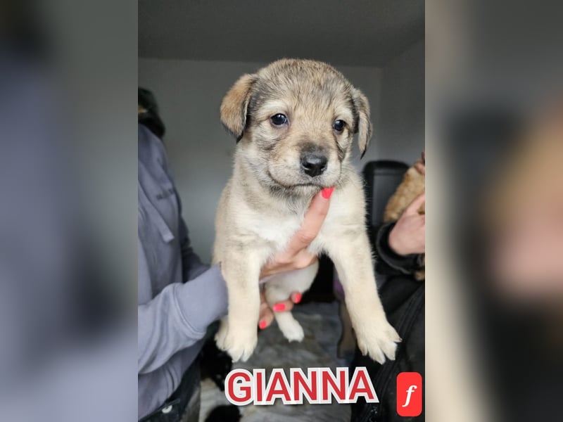 Gianna, tolle 1-jährige Junghündin, SH mittelgroß, freundlich, offen, sozial