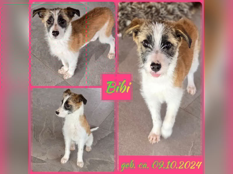 BIBI , Mädchen *ca. 9.10.24 wer schenkt ihr ein tolles Zuhause?