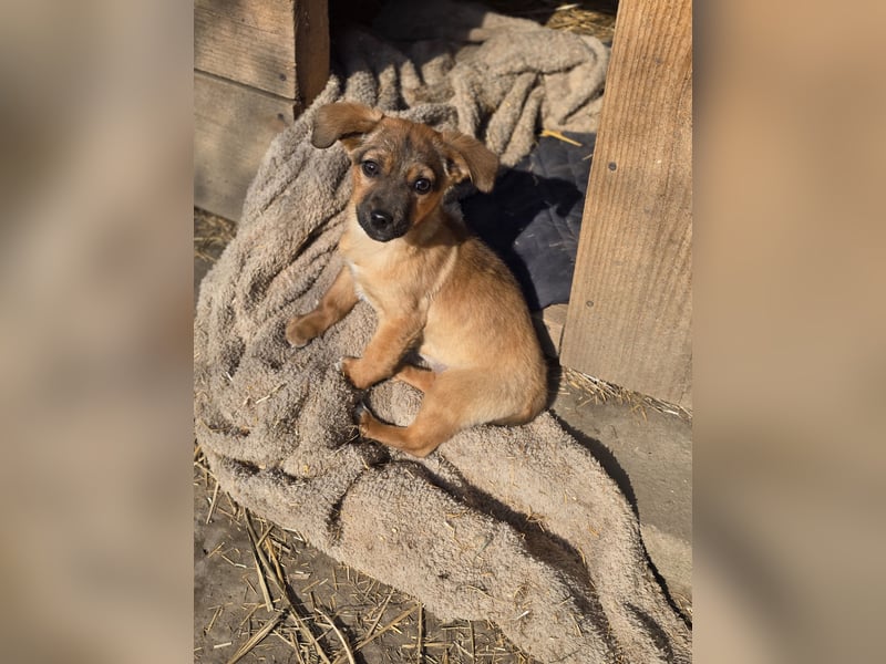Resa, gerade mal 4 Monate altes Hundemädchen, sucht ihr Zuhause