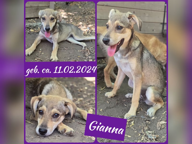 Gianna, tolle 1-jährige Junghündin, SH mittelgroß, freundlich, offen, sozial