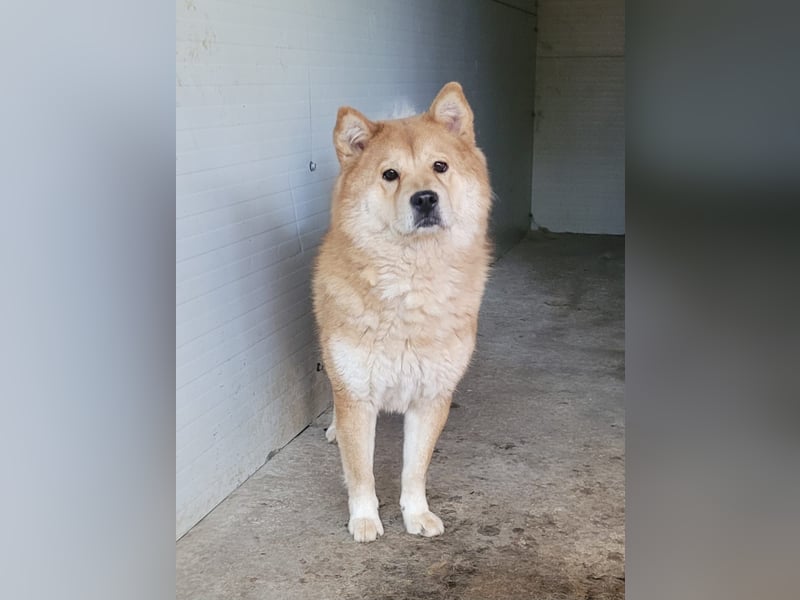 Baci, eine wunderschöne 6jährige Hündin, mittelgroß, unsicher, selbstschützend, bestechlich