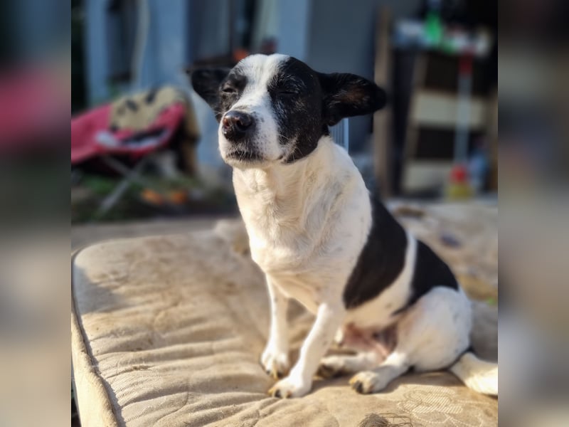 Lisbeth, 10jähr Hündin, klein-mittelgroß, ängstlich bei Fremden, lieb, sozial, schmust bei Vertrauen