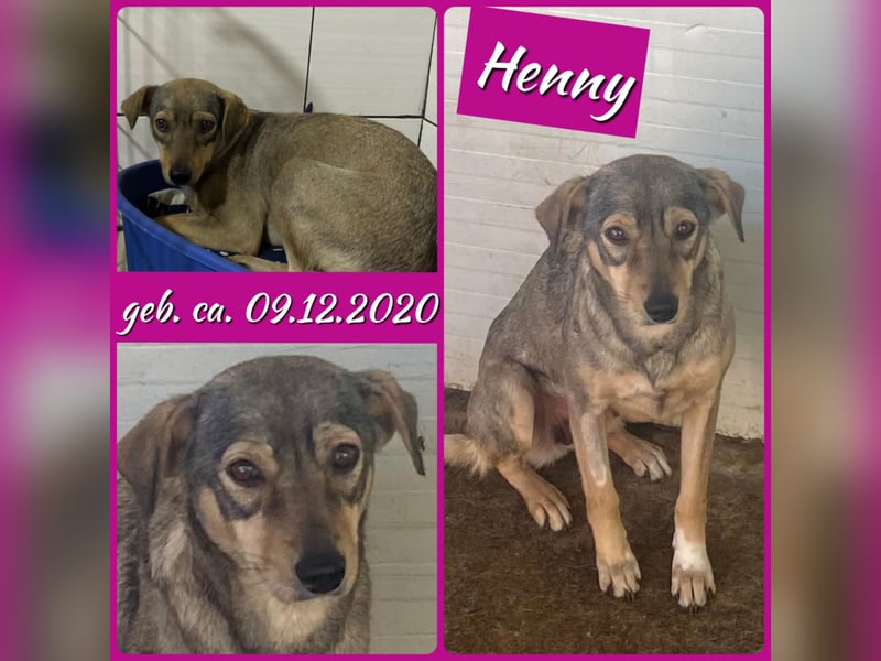 Henny, 4 ½ jährige Hündin, SH ca. kniehoch, zurückhaltend, ruhig, sozial