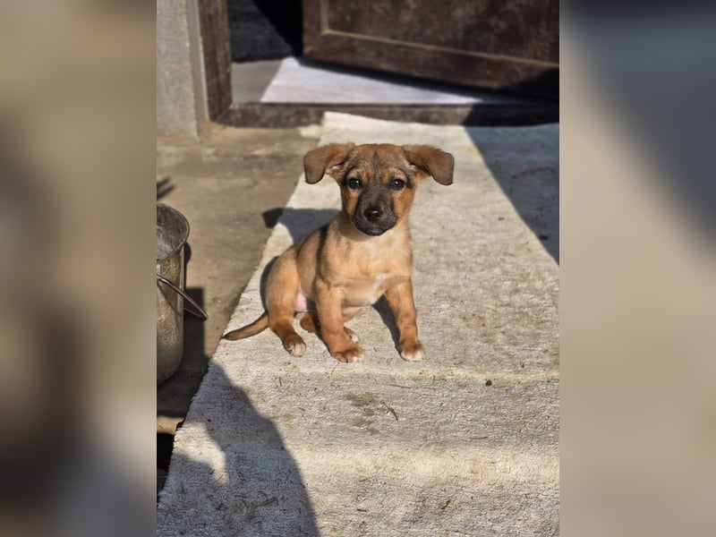 Resa, gerade mal 4 Monate altes Hundemädchen, sucht ihr Zuhause