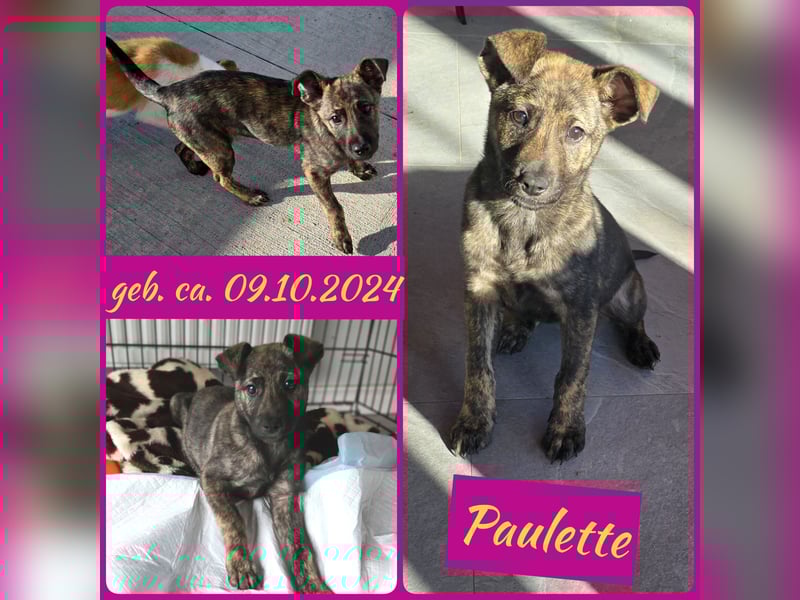 Paulette , Mädchen *ca. 9.10.24 wer schenkt ihr ein tolles Zuhause?