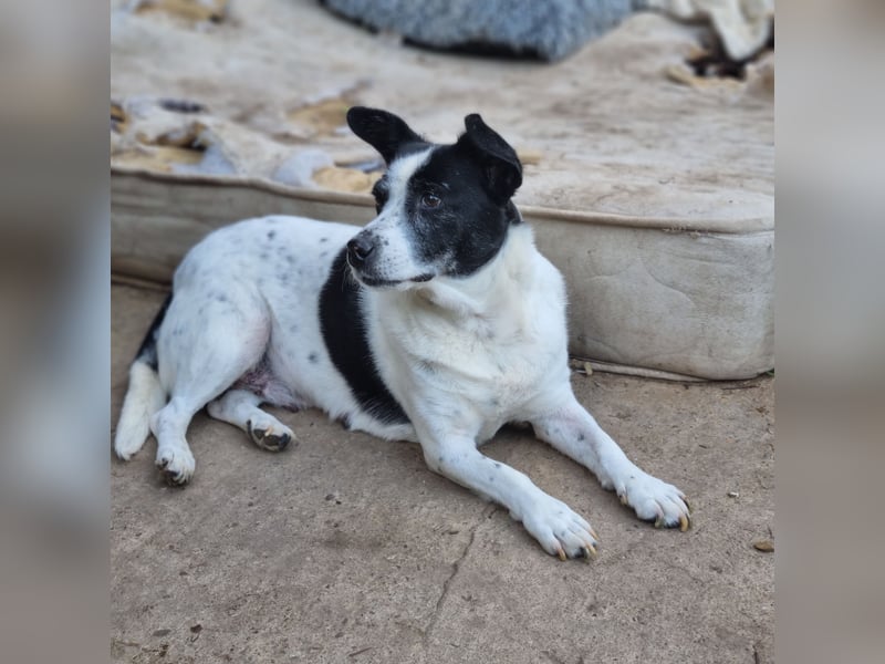Lisbeth, 10jähr Hündin, klein-mittelgroß, ängstlich bei Fremden, lieb, sozial, schmust bei Vertrauen