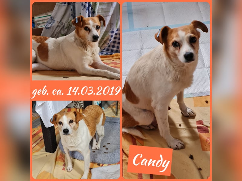 Candy , 5 jährige kleine Hündin, neugierig, schüchtern, eher unterwürfig