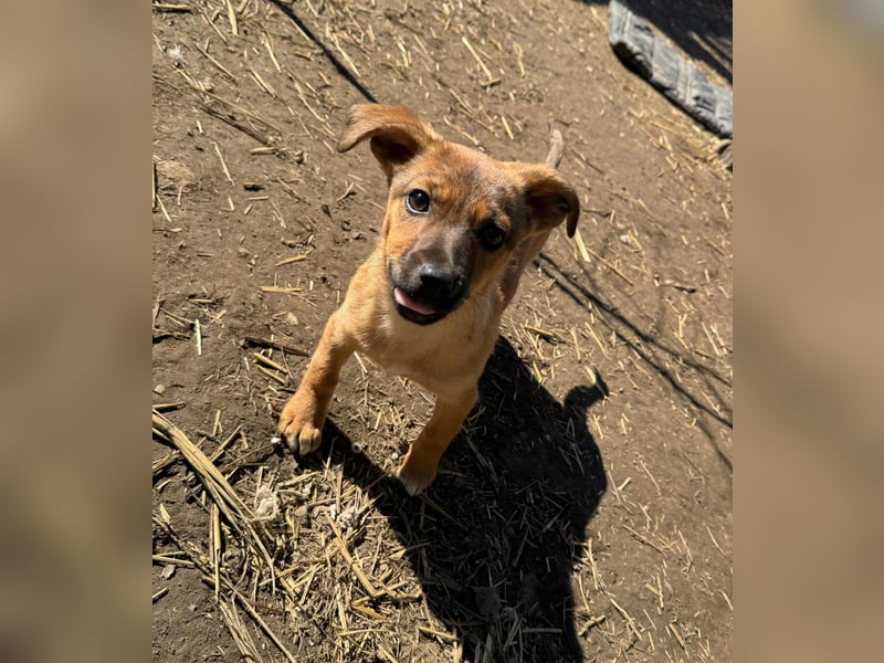Resa, gerade mal 4 Monate altes Hundemädchen, sucht ihr Zuhause