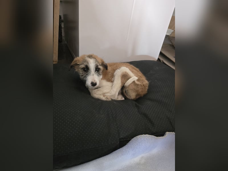 BIBI , Mädchen *ca. 9.10.24 wer schenkt ihr ein tolles Zuhause?
