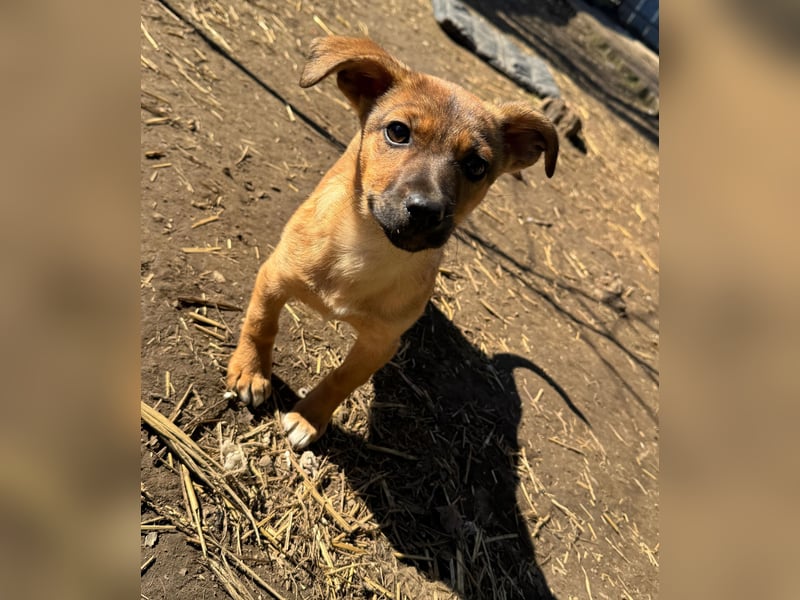 Resa, gerade mal 4 Monate altes Hundemädchen, sucht ihr Zuhause