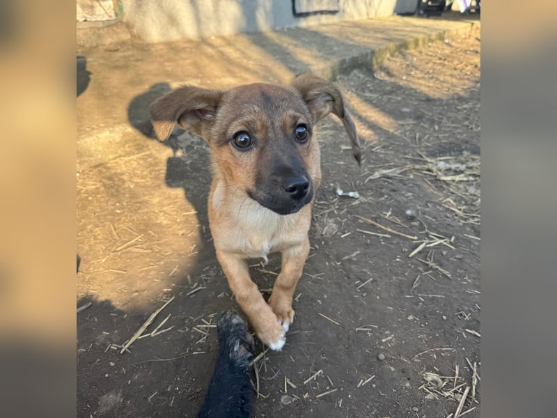 Resa, gerade mal 4 Monate altes Hundemädchen, sucht ihr Zuhause