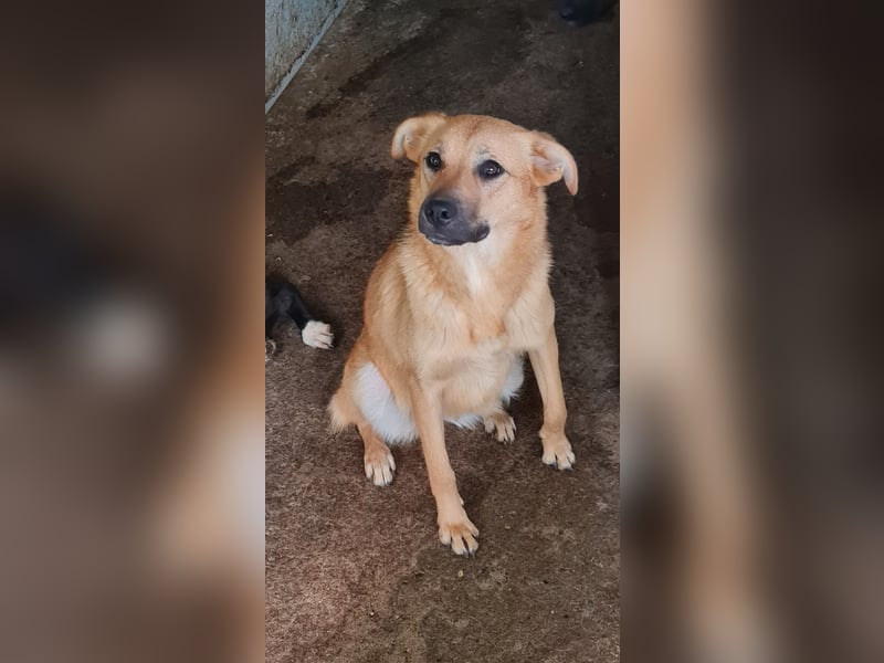 Name: Rica, 1J+10M altes Mädchen, ca. mittelgroß, freundlich, sozial, aufgeweckt, verschmust