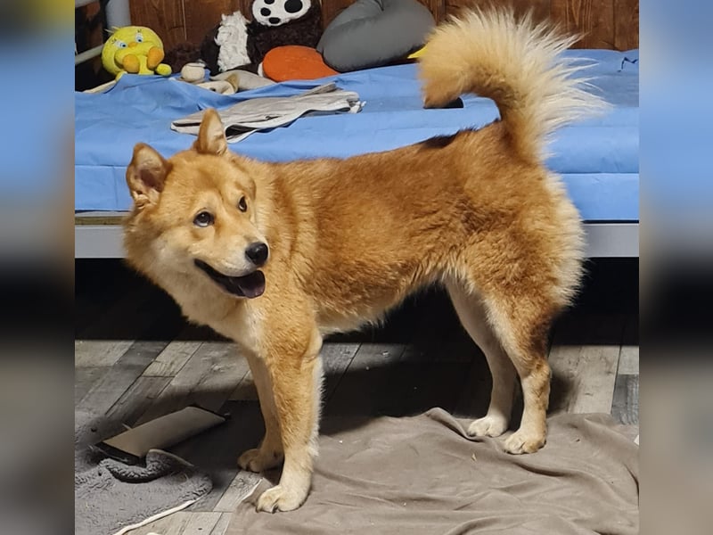 Baci, eine wunderschöne 6jährige Hündin, mittelgroß, unsicher, selbstschützend, bestechlich