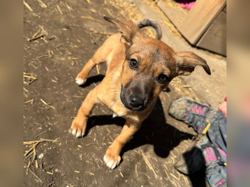 Resa, gerade mal 4 Monate altes Hundemädchen, sucht ihr Zuhause