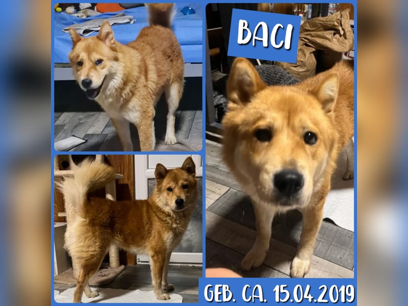 Baci, eine wunderschöne 6jährige Hündin, mittelgroß, unsicher, selbstschützend, bestechlich