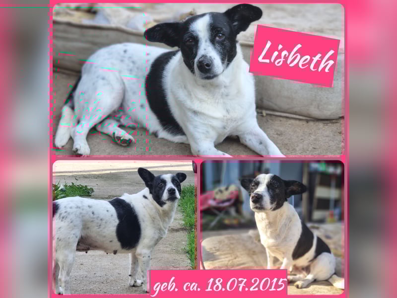Lisbeth, 10jähr Hündin, klein-mittelgroß, ängstlich bei Fremden, lieb, sozial, schmust bei Vertrauen