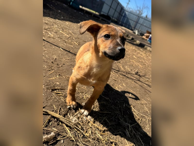 Resa, gerade mal 4 Monate altes Hundemädchen, sucht ihr Zuhause