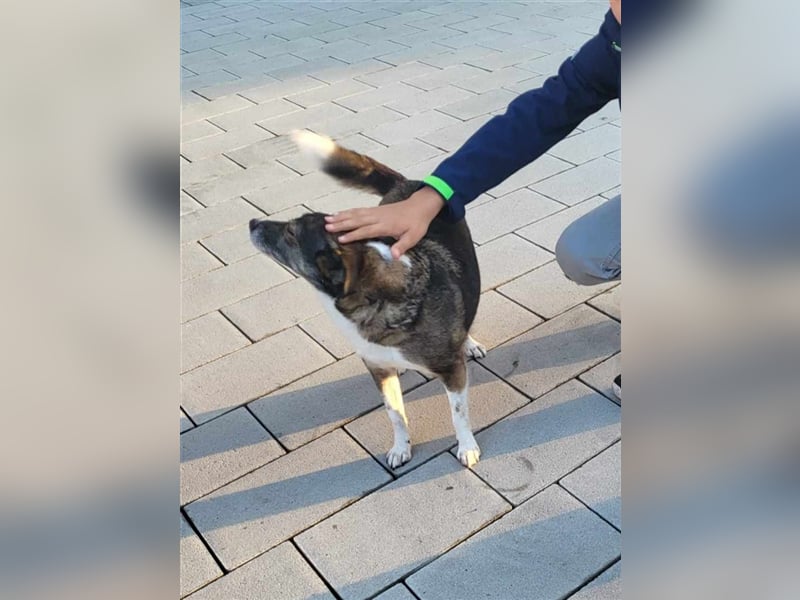 Mia sucht endlich ihre Familie - auf Pflegestelle in 33104 Paderborn