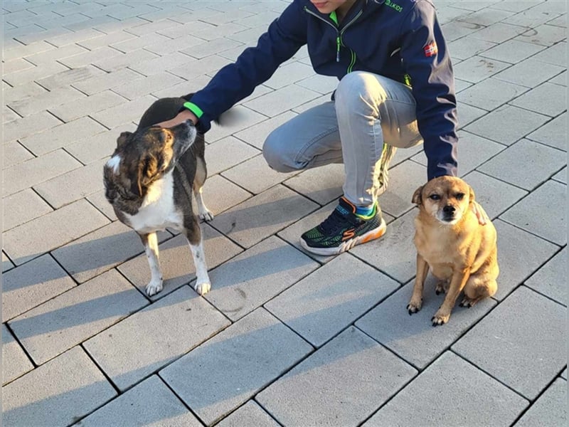Mia sucht endlich ihre Familie - auf Pflegestelle in 33104 Paderborn