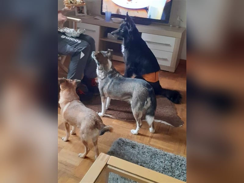 Mia sucht endlich ihre Familie - auf Pflegestelle in 33104 Paderborn