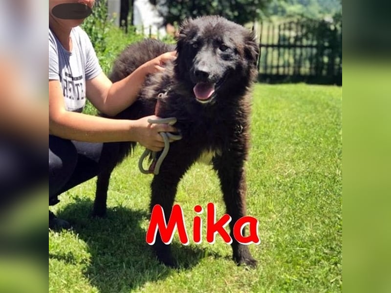 MIKA - sucht ein Zuhause