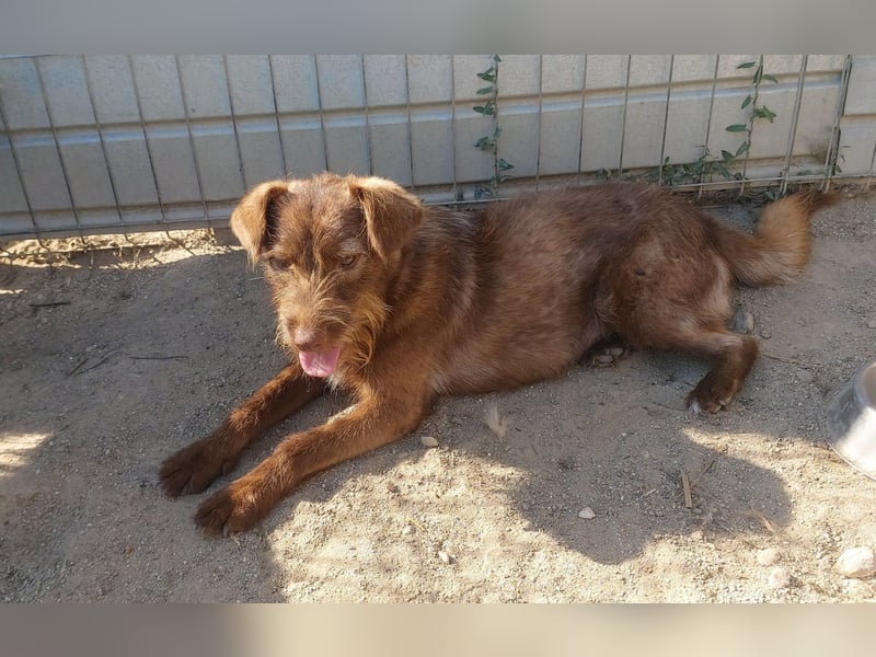 KOKO - ein total goldiges Mädchen sucht ein Zuhause