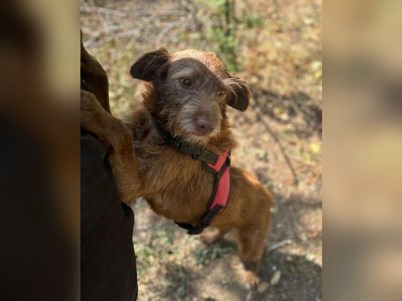 KOKO - ein total goldiges Mädchen sucht ein Zuhause