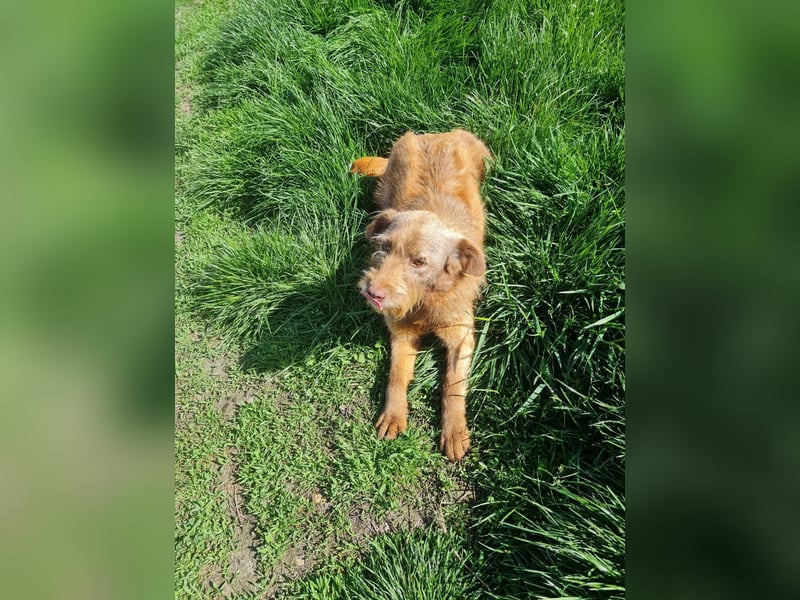 KOKO - ein total goldiges Mädchen sucht ein Zuhause
